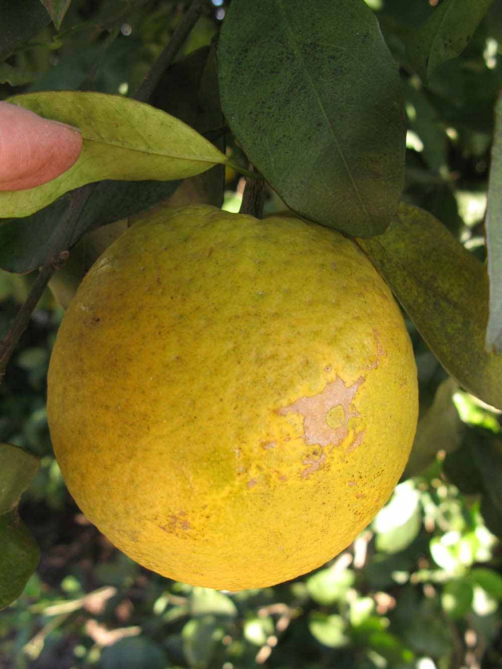              Fruit (Winter Haven, FL)       